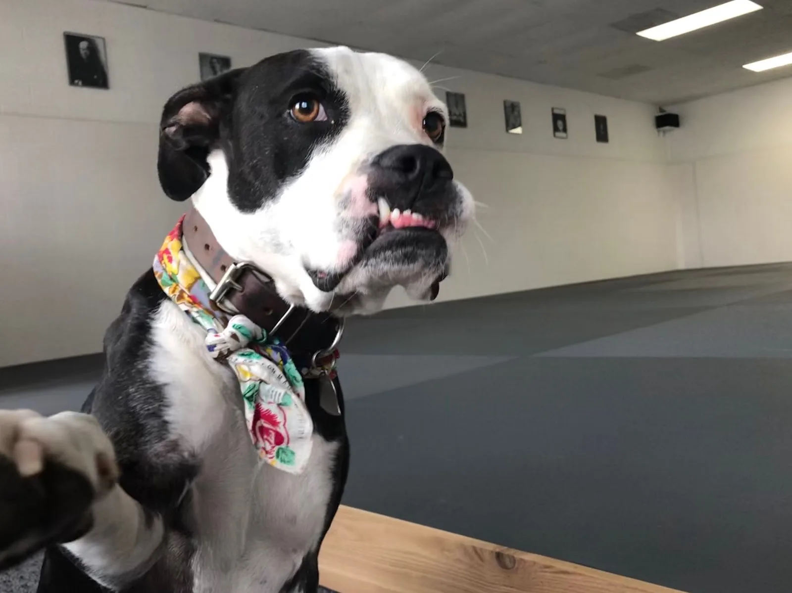 Austin Jiu Jitsu Collective